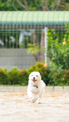 a female white maltese at outdoor photoshoot session pet photography at the park in the morning