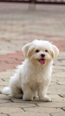 a female white maltese at outdoor photoshoot session pet photography at the park in the morning