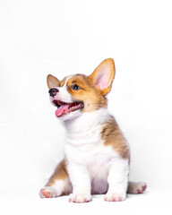 Obraz premium a female pembroke welsh corgi cute puppy white chocolage dog photoshoot studio pet photography with white background isolated