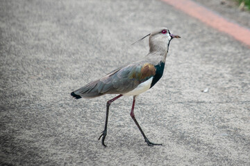 Obraz premium Quero Quero