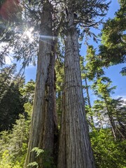 Oldgrowth Yellow Cedar Tree