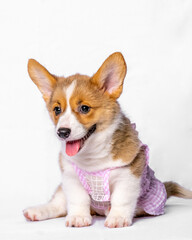 a female pembroke welsh corgi cute puppy white chocolage dog photoshoot studio pet photography with white background isolated