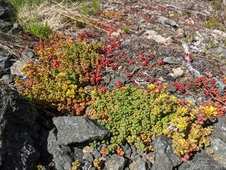 Stone Crop Growing on a Rock in BC