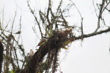 ave bem te vi pitangus sulphuratus