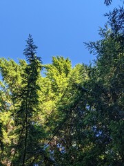 Canopy of a Forest