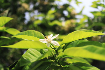 太陽の光を浴びるミカンの花