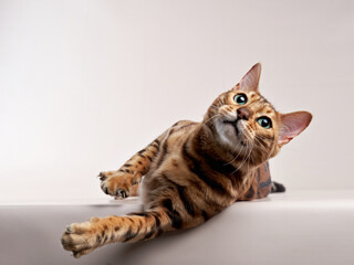 spotted bengal cat on a beige background. funny pet playing 