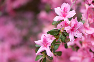 Close Up of Bright Pink Azalea Flowers at Azalea Park in Downtown Summerville, SC