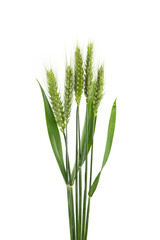 green wheat isolated on white background.