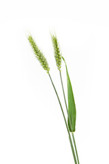 Fototapeta premium green wheat isolated on white background.