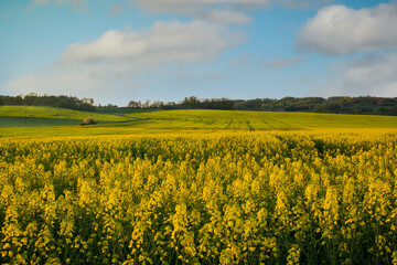 Obraz premium the field of rape under blue sky
