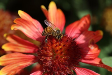 Bee digging into Gaillardia Flower