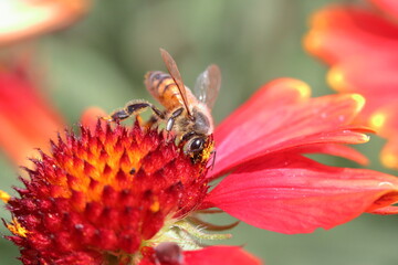 Pollinated bee