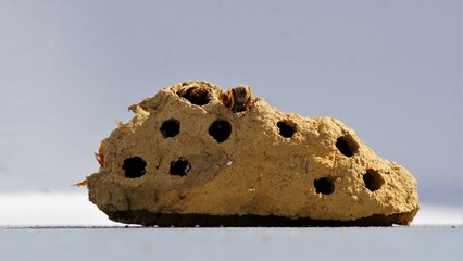Wasp nest with wasp crawling into its nest. Pest control for fear of allergy of stings. Fighting...
