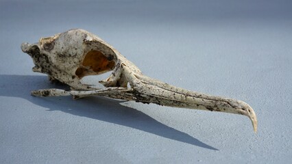 Skull of a bird that had contoured its head during its life. Deceased and remains of skeleton of Heron.