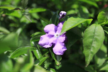 初夏を告げるニオイバンマツリの花
