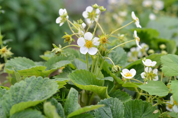 Flowering strawberry, summer photo, green leaves