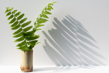 Vase leaves on white gray backdrop with sunlight shadow for product display base stage background design
