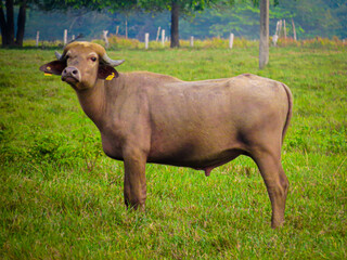 bufalo