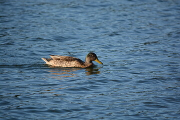 Steel Lake Park duck close up