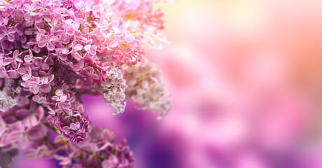 Beautiful blossoming lilac on blurred background, closeup