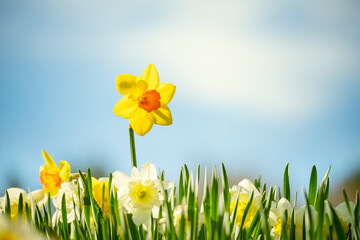 Spring flowers daffodils against the blue sky on a sunny day.