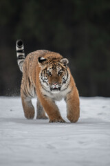 Siberian Tiger running in snow. Beautiful, dynamic and powerful photo of this majestic animal. Set in environment typical for this amazing animal. Birches and meadows