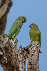 The rose-ringed parakeet (Psittacula krameri), known as the ring-necked parakeet, is a gregarious Afro-Asian parakeet species that has an extremely large range. They have a distinctive green colour.