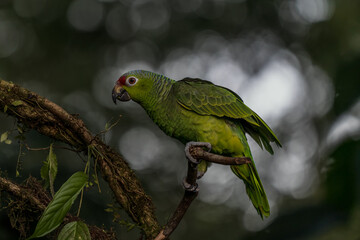 Red-lored Parrot, Amazona autumnalis, portrait of light green parrot with red head, Costa Rica. Detail close-up portrait of bird. Bird and pink flower. Wildlife scene from tropical nature