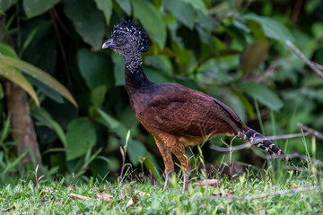 The great curassow (Crax rubra) is a large, pheasant-like bird from the Neotropical rainforests, its range extending from eastern Mexico, through Central America to western Colombia