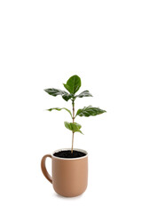 Beautiful coffee tree in cup on white background