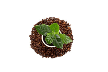 Beautiful coffee tree in cup and beans on white background