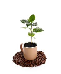 Beautiful coffee tree in cup and beans on white background