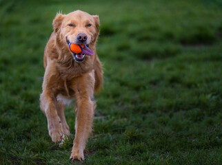 2022-04-27 A YOUNG GOLDEN RETRIEVER RUNNING WITH A BALL IN ITS MOUTH AT THE OFF LEASH AREA AT MARYMOOR PARK IN REDMOND WASHINGTON