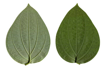 green pepper tree leaf isolated on white background, Clipping path