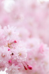満開の八重紅枝垂れ桜のクローズアップ撮影