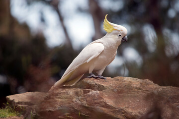 this is a side view of a  sulphur crested cockatoo