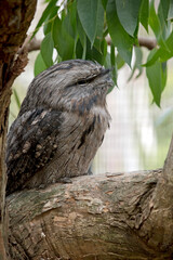 the tawny frogmouth blends in with the background