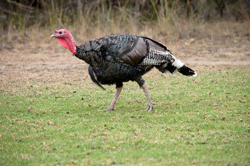 this is a side view of a wild American turkey
