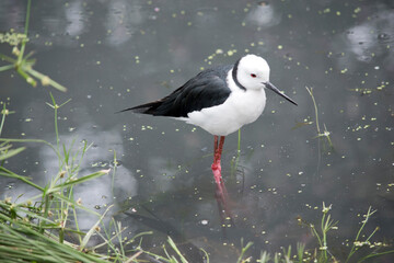 the black winged stilt has a white body and head and black wings and neck with a thin pointy bill