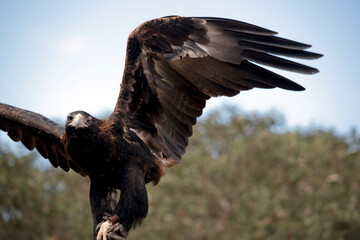 the  wedge tail eagle is balancing using its wings to steady itself