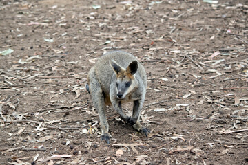 the swamp wallaby is looking for food