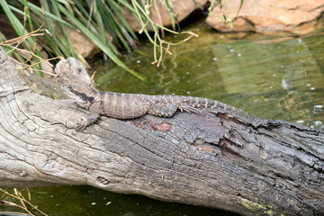 this is a side view of a water dragon