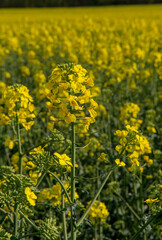 Flowering rapeseed , canola or colza. Yellow flowers of Brassica Napus. Blooming rapeseed. Plant for green energy and oil industry. Biodiesel.