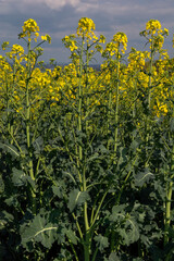 Flowering rapeseed , canola or colza. Yellow flowers of Brassica Napus. Blooming rapeseed. Plant for green energy and oil industry. Biodiesel.