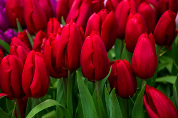 Field with blooming tulips. Flower Festival. Spring symbol.