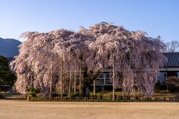 Traditional school house in japan with full bloom sakura
