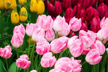 Beautiful bouquets of colorful tulips in flower shop.
