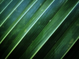 green leaf wallpaper background