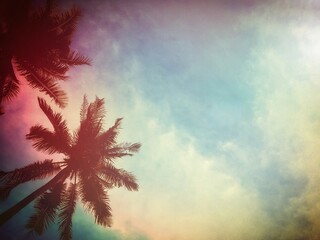coconut tree with summer background